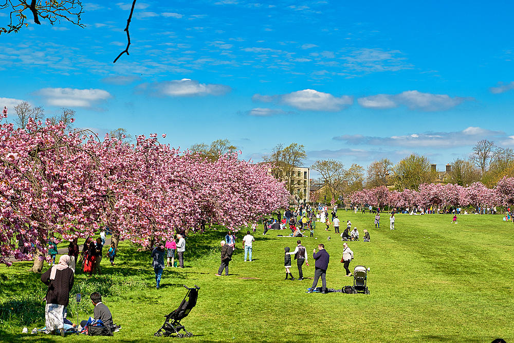 A vibrant scene of people enjoying a sunny day in a park with blooming pink trees, set against a bright blue sky with scattered clouds in Harrogate, Yorkshire, UK.