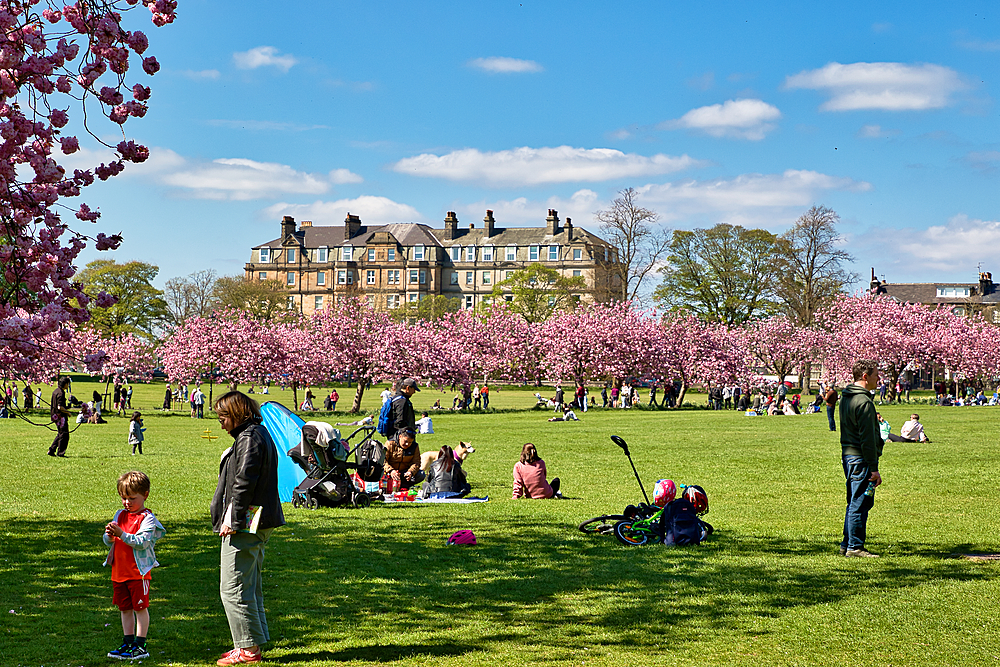 A sunny park scene with people enjoying a spring day amidst blooming pink trees and a large building in the background in Harrogate, Yorkshire, UK.