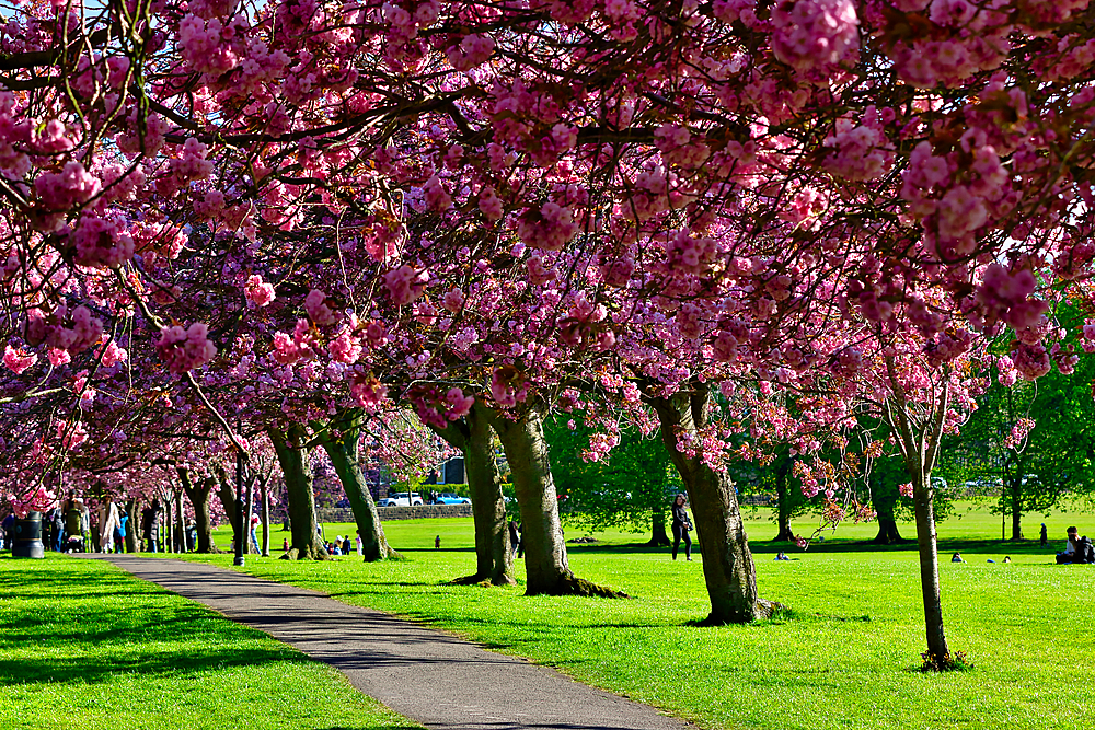 A park scene featuring a pathway lined with blooming cherry blossom trees in full pink bloom, with green grass and people enjoying the scenery in Harrogate, Yorkshire, UK.