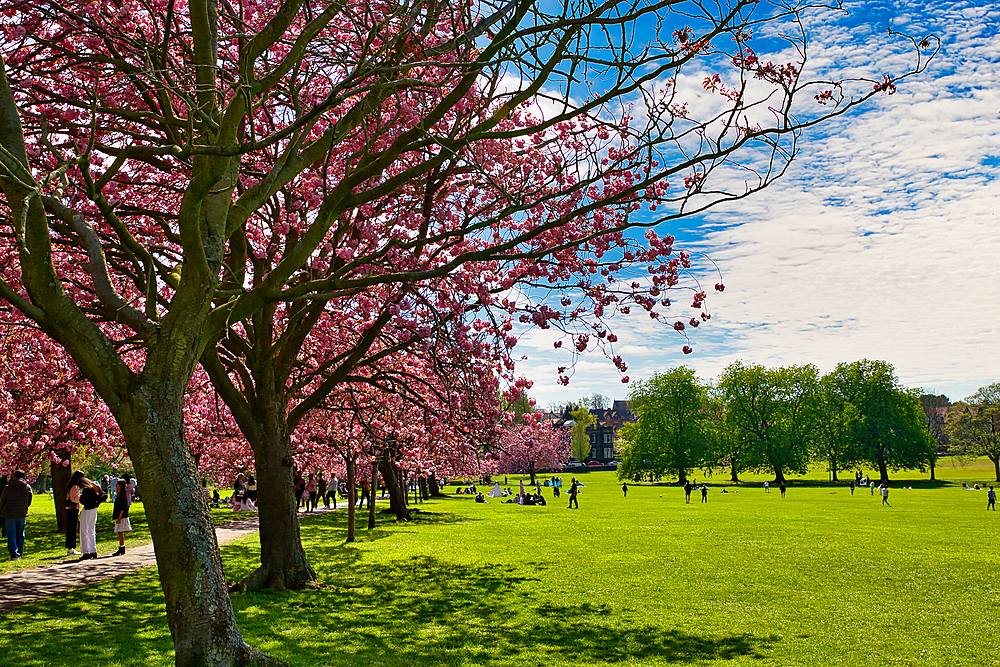 A vibrant park scene features pink cherry blossom trees, a large green lawn, people enjoying the weather, and a blue sky with clouds in Harrogate, Yorkshire, UK.