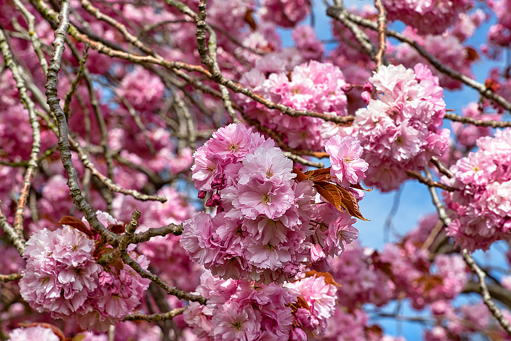 Close-up of pink cherry blossoms on branches against a partially visible blue sky in Harrogate, Yorkshire, UK.