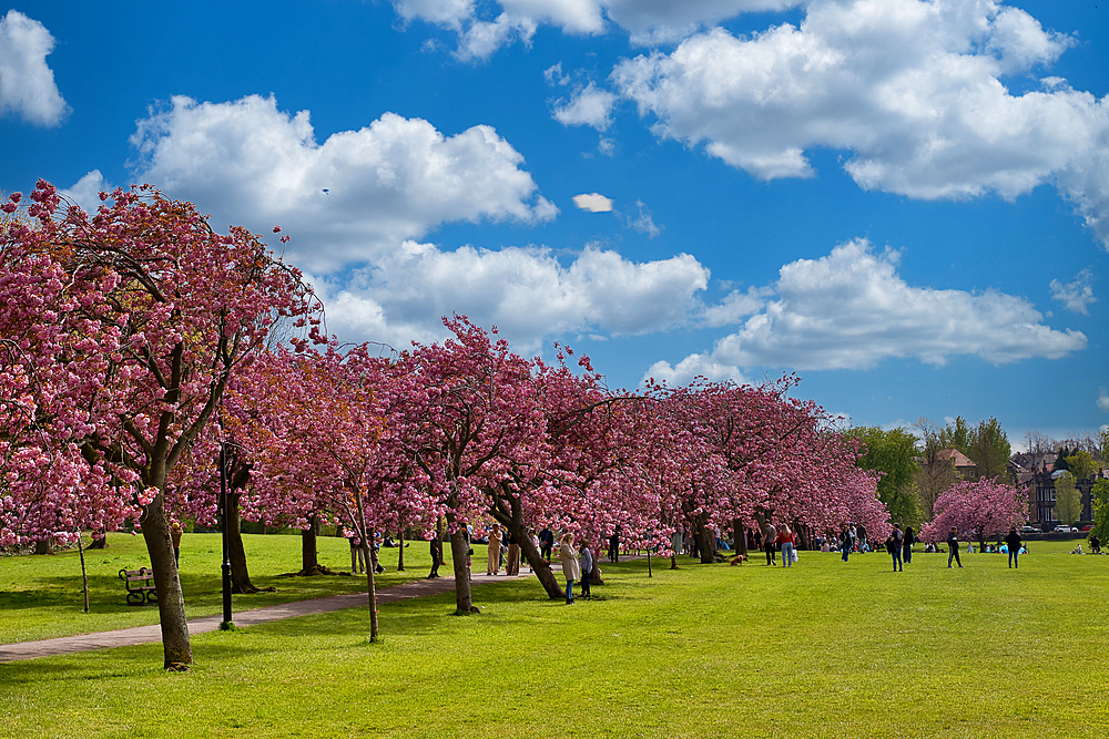 A park with pink blooming trees, a green lawn, people, and a blue sky with white clouds in Harrogate, Yorkshire, UK.