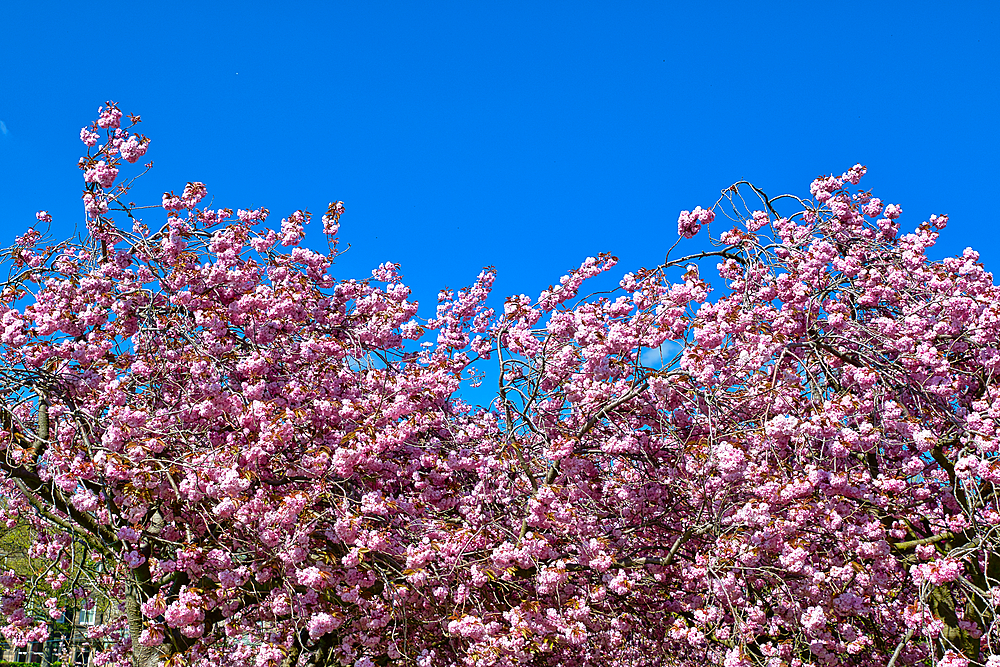 Abundant pink blossoms cover tree branches against a clear blue sky. Branches fill most of the frame in Harrogate, Yorkshire, UK.