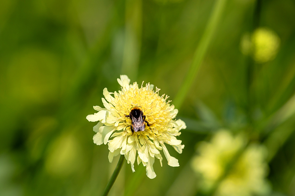 A bumblebee sits atop a light yellow Scabiosa flower, set against a soft, out-of-focus green background.