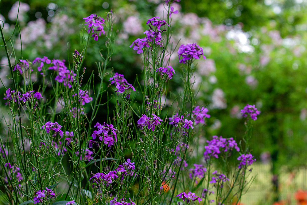 Close-up of purple dame's rocket flowers with green stems, with blurred background of foliage and pale pink blooms.