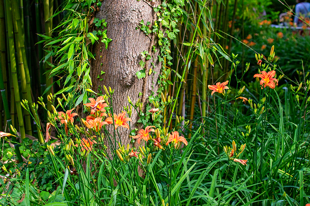 Close-up of orange daylilies in front of a tree trunk and bamboo stalks, with green foliage.