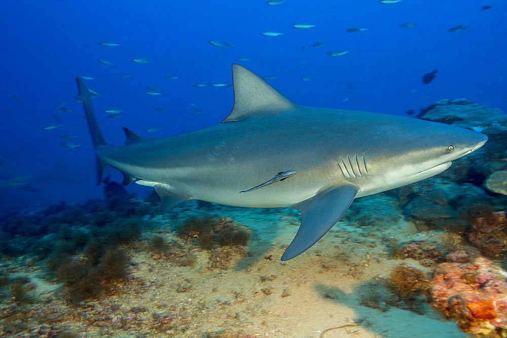 A male bull shark (Carcharhinus leucas), Beqa Lagoon, Viti Levu, Fiji, South Pacific, Pacific