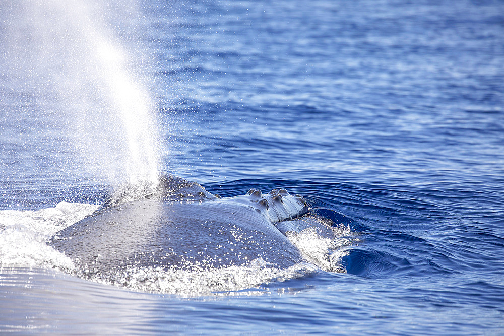 Spouting humpback whale (Megaptera novaeangliae), United States of America, North America