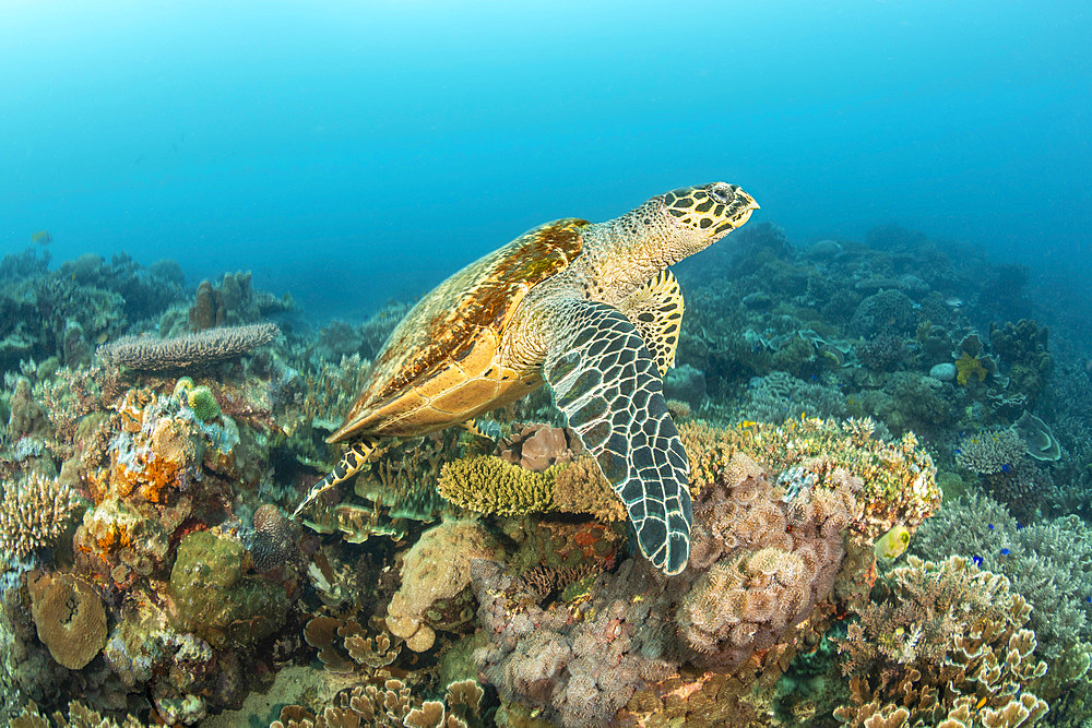 A hawksbill turtle (Eretmochelys imbricata), swims over a reef in the Pacific Ocean, Philippines, Southeast Asia, Asia