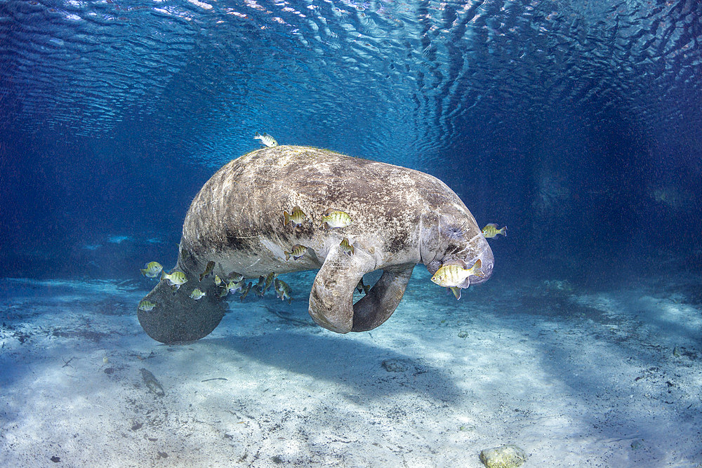 Endangered Florida manatee (Trichechus manatus latirostris), at Three Sisters Spring in Crystal River, Florida, United States of America, North America