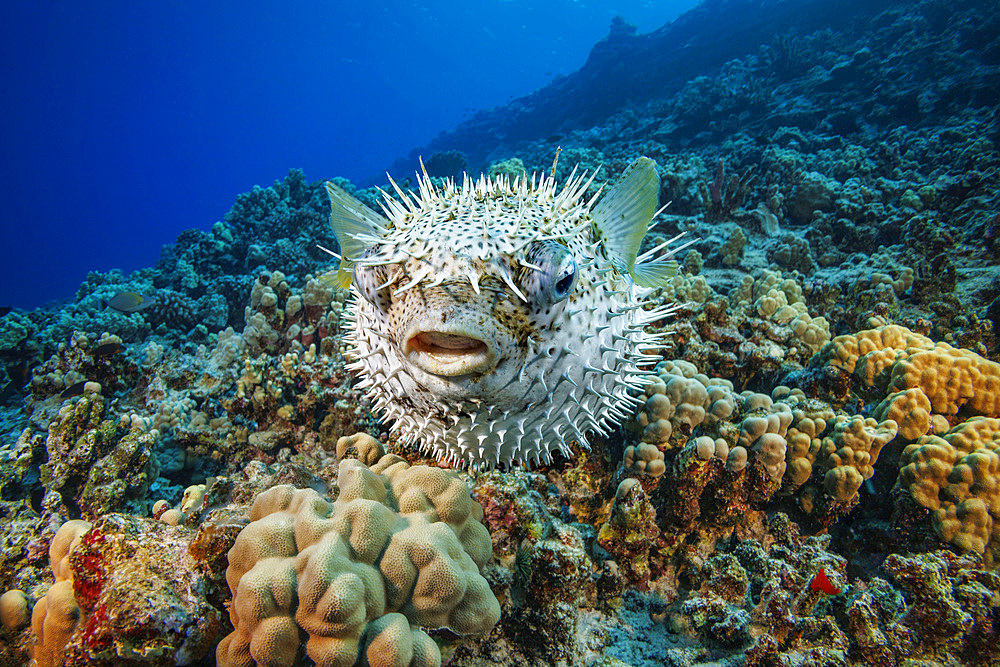 The spotted porcupinefish (Diodon hystrix), Hawaii, United States of America, Pacific, North America