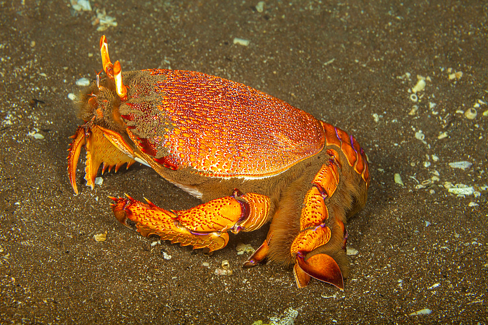 The Kona crab (Ranina ranina) (Spanner crab), Maui, Hawaii, United States of America, Pacific, North America