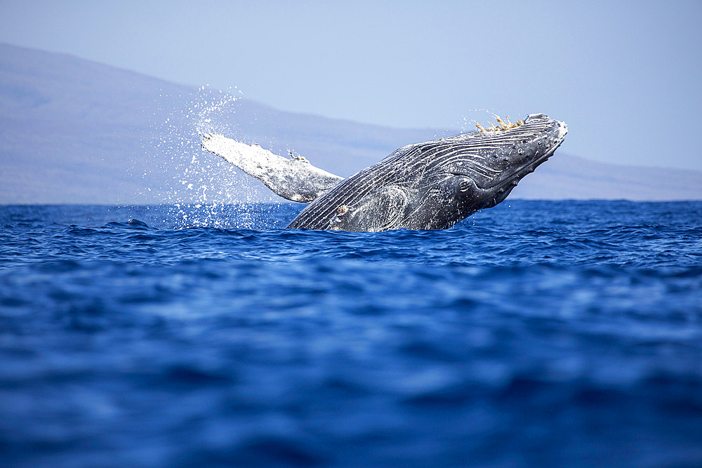 A breaching humpback whale (Megaptera novaeangliae), Hawaii, United States of America, Pacific, North America