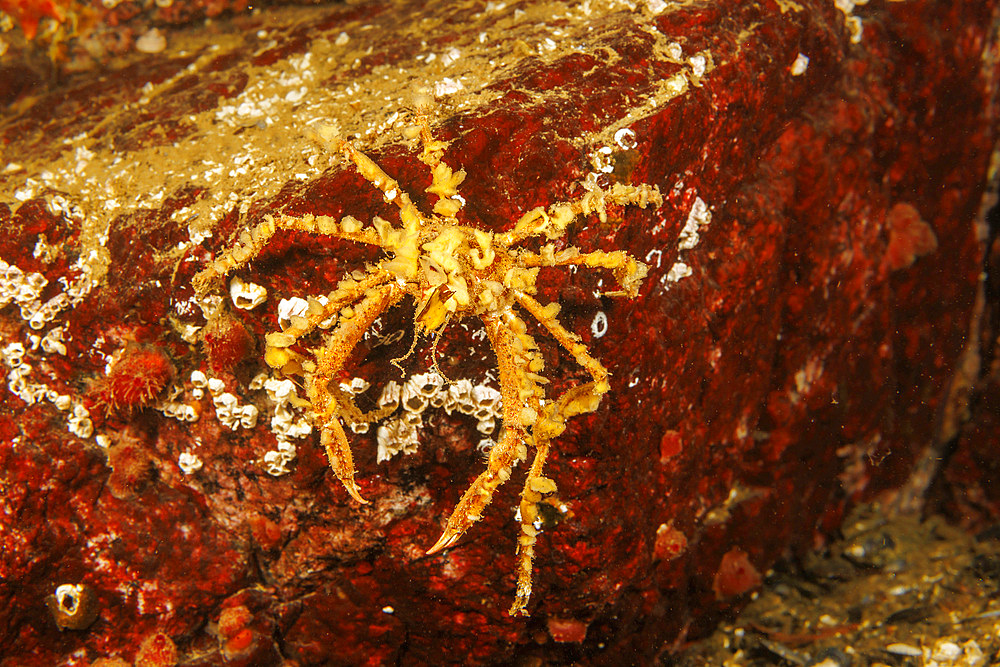 The graceful decorator crab (Oregonia gracilis), attaches organisms to its back, British Columbia, Canada, North America