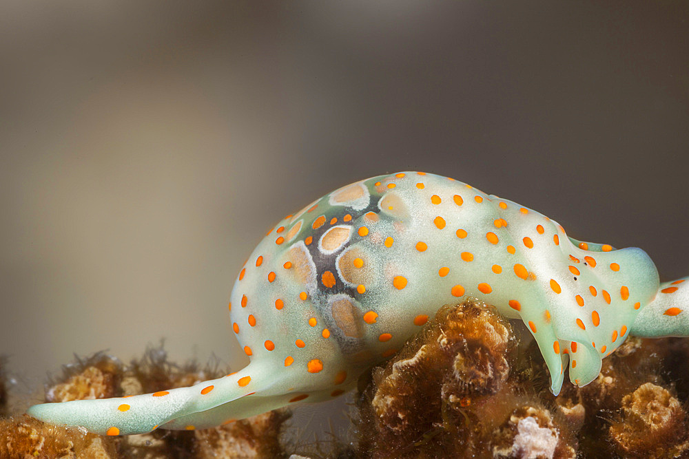 A cymbal bubble snail (Haminoea cymbalum), Fiji, South Pacific, Pacific