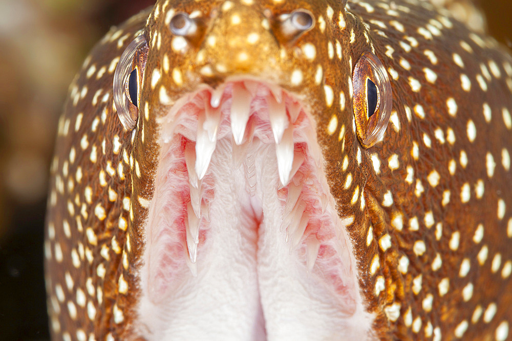 A close-up of the mouth of a whitemouth moray eel (Gymnothorax meleagris), showing its needle sharp teeth, United States of America, North America