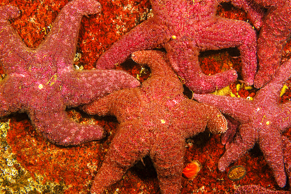 A group of ochre sea stars (Pisaster ochraceus), British Columbia, Canada, North America