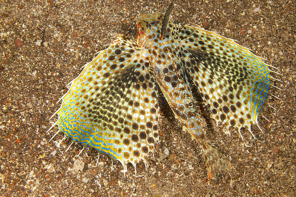 The oriental flying gurnard, Dactylopterus orientalis, Hawaii, United States of America, Pacific, North America