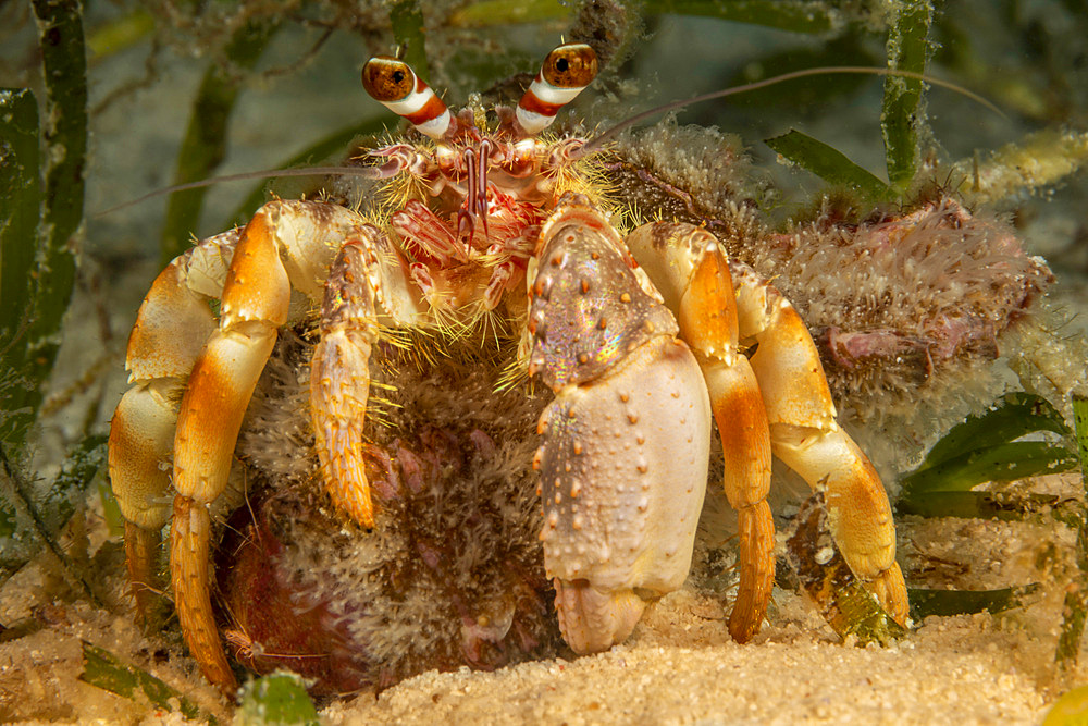 A nocturnal left handed hermit crab (Dardanus gemmatus), Philippines, Southeast Asia, Asia