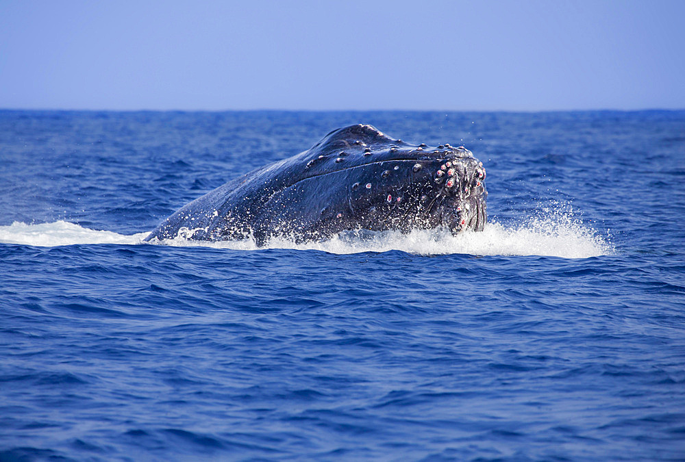 Torn flesh on head of humpback whale, from fighting with other male humpback whales, United States of America, North America