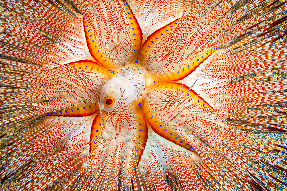 A blue-spotted sea urchin (Astropyga radiata), Hawaii, United States of America, Pacific, North America