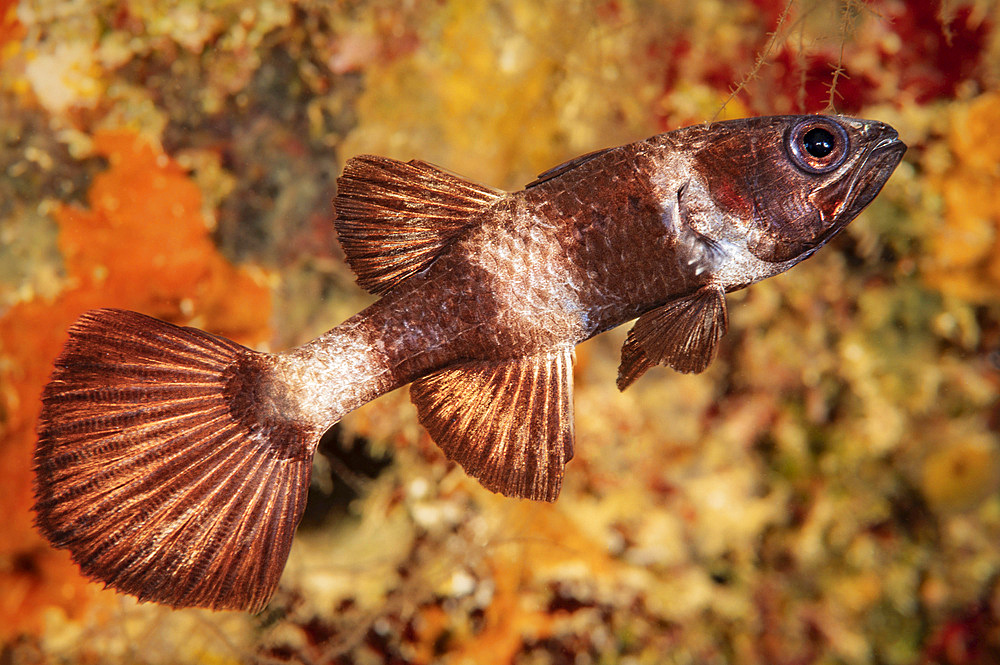 Paddlefin cardinalfish (Pseudamia zonata), Indonesia, Southeast Asia, Asia