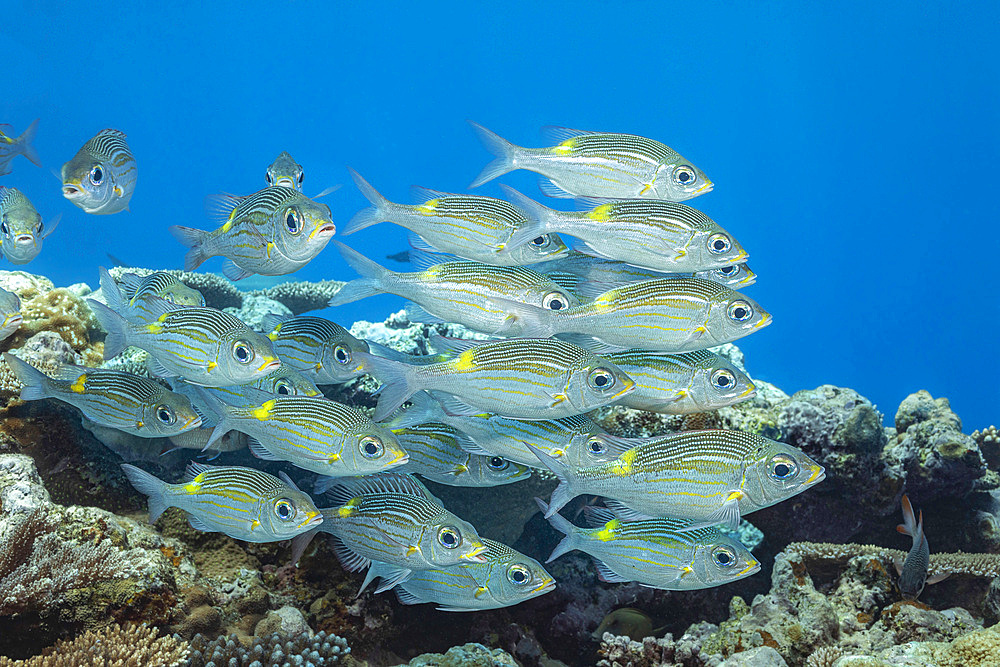 Schooling goldspot emperor or bream (Gnathodentex aureolineatus), off the island of Yap, Micronesia, Pacific