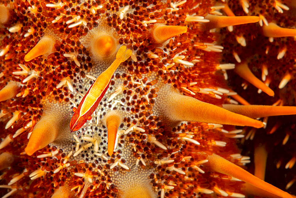 A sea star shimp (Periclimenes soror), swims through a forest of spines on the back of a crown-of-thorns starfish, Micronesia, Pacific