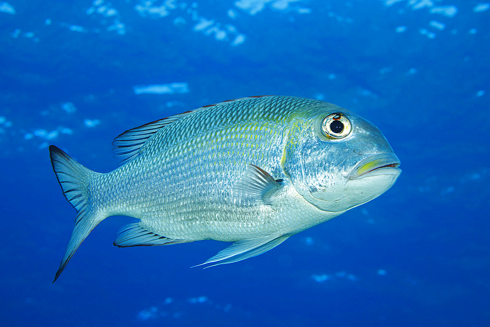 Bigeye emperor  (Monotaxis grandoculis), Maui, Hawaii, United States of America, Pacific, North America