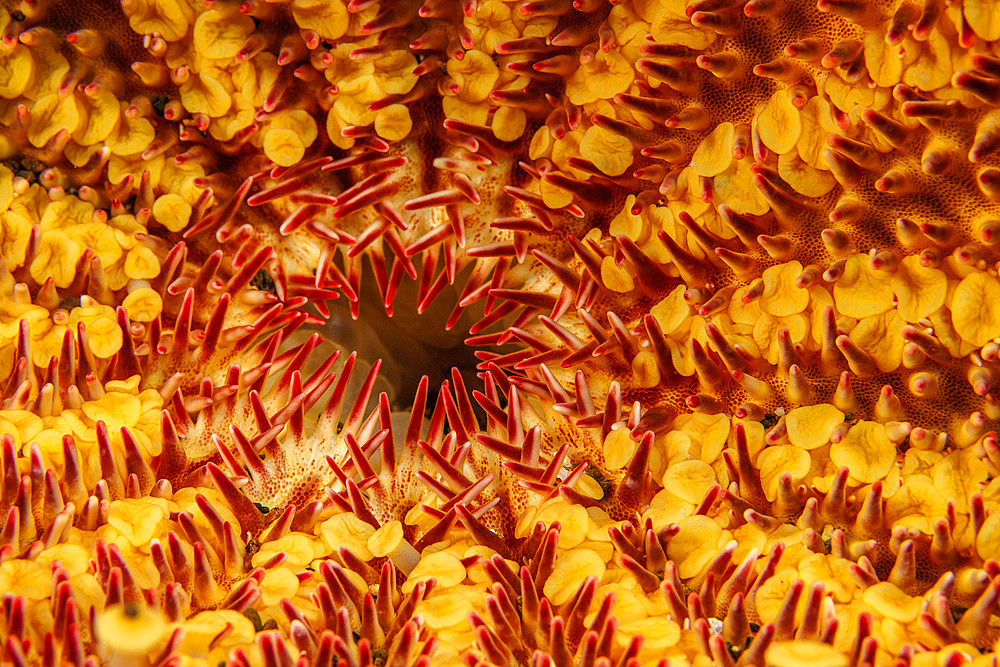 A close-up of the underside of the crown-of-thorns starfish (Acanthaster planci), United States of America, North America