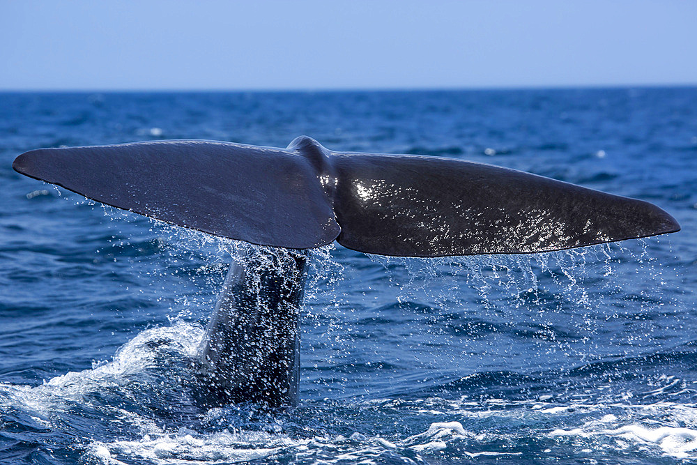 A sperm whale (Physeter macrocephalus), slapping the water with its tail fluke, Sri Lanka, Indian Ocean, Asia