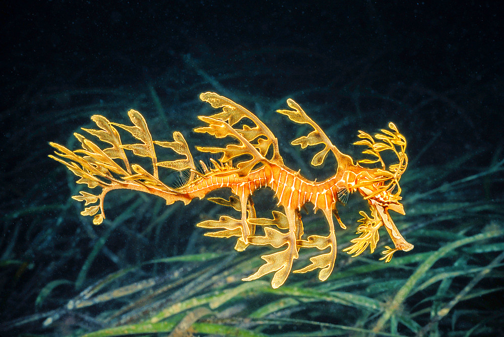 A leafy sea dragon (Phycodurus eques), Spencer Gulf in South Australia, Australia, Pacific