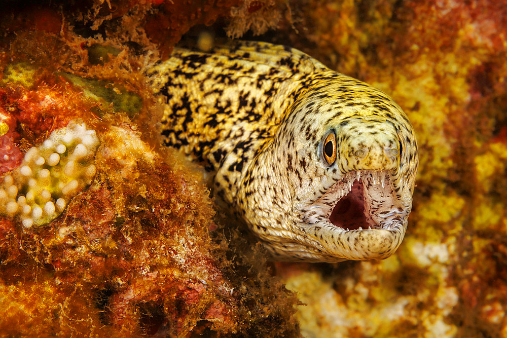 The very capable teeth in the jaw of a stout moray (Gymnothorax eurostus), Hawaii, United States of America, Pacific, North America