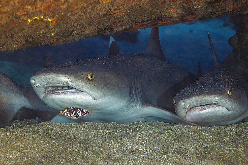 Whitetip reef sharks (Triaenodon obesus) resting on the ocean floor, Hawaii, United States of America, Pacific, North America