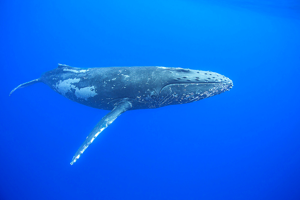 A humpback whale (Megaptera novaeangliae) glides through the blue waters of Hawaii, United States of America, Pacific, North America