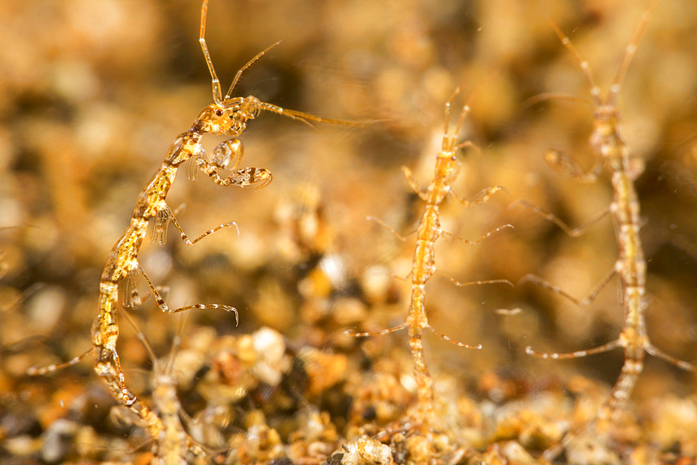 Tiny skeleton shrimp, Caprella sp., possibly Caprella linearis, Philippines, Southeast Asia, Asia