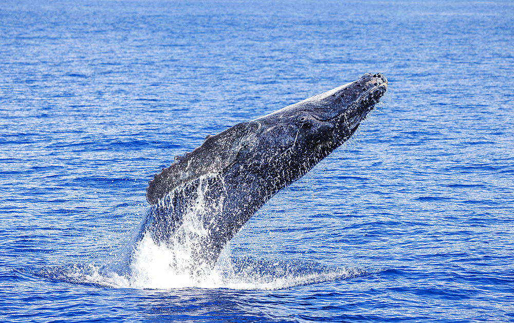 A humpback whale calf (Megaptera novaeangliae) breaching of the island of Maui, Hawaii, United States of America, Pacific, North America