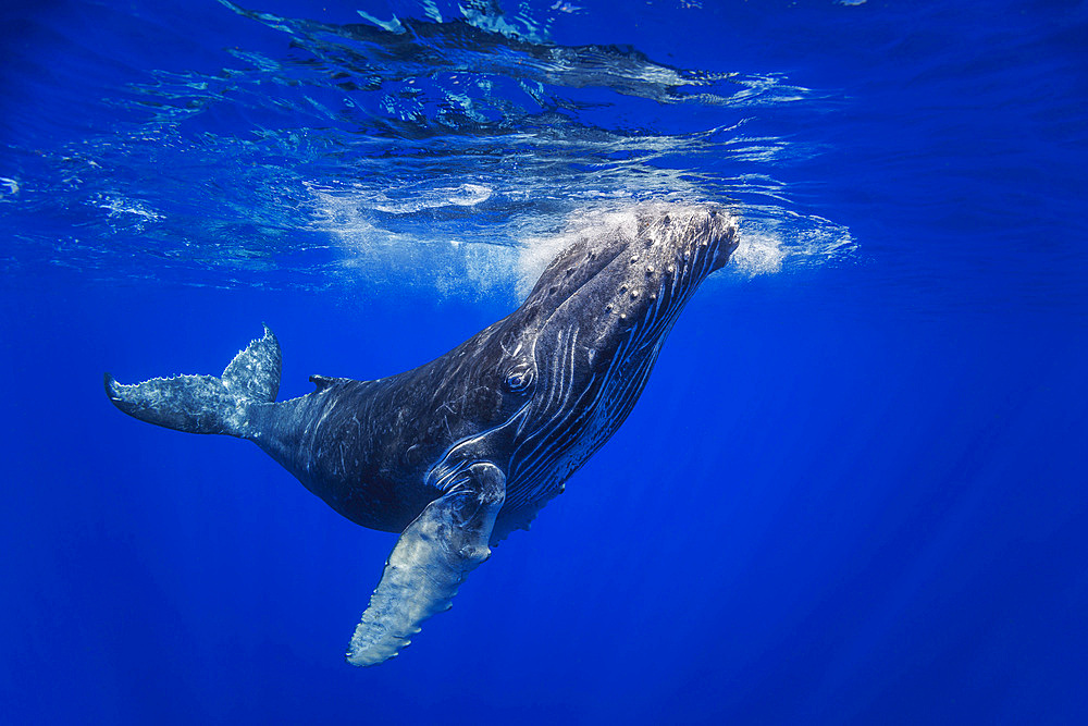 A young humpback whale (Megaptera novaeangliae), underwater, Hawaii, United States of America, Pacific, North America