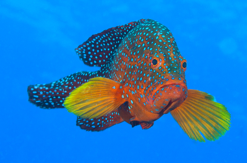 Coral grouper, Kimbe Bay, Papua New Guinea, Pacific