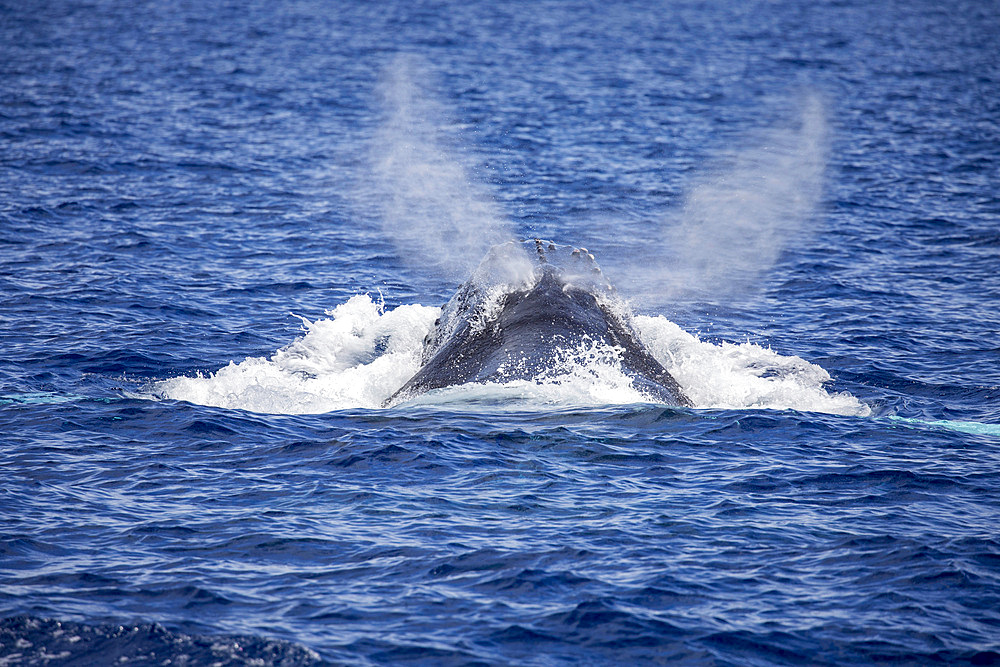 A humpback whale (Megaptera novaeangliae), exhaling through its two nostril blowholes, United States of America, North America