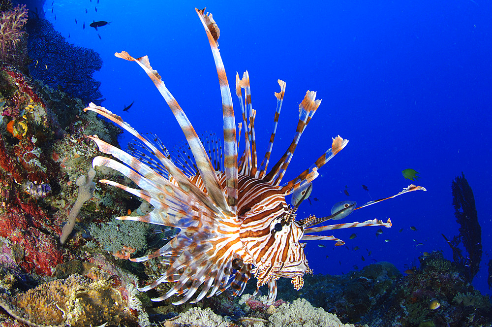 Common lionfish (Pterois volitans), full body view, Solomon Islands, South Pacific, Pacific