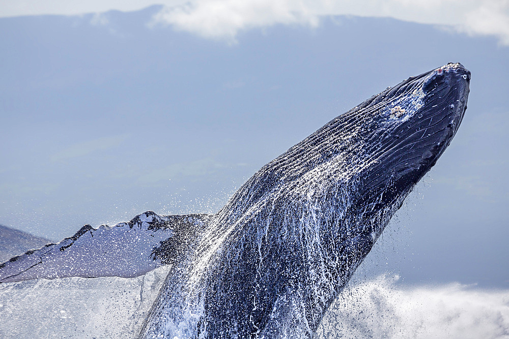 Breaching humpback whale (Megaptera novaeangliae), Hawaii, United States of America, Pacific, North America