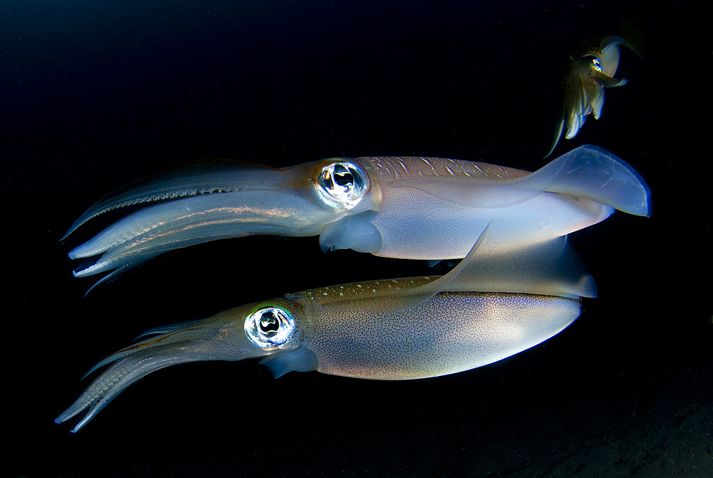 Bigfin reef squid (Sepioteuthis lessoniana), tending eggs which have been laid along a buoy line, taken at dusk, Lembeh Strait, Indonesia, Southeast Asia, Asia