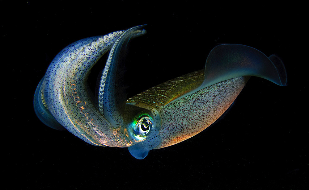 Bigfin reef squid (Sepioteuthis lessoniana), tending eggs which have been laid along a buoy line, taken at dusk, Lembeh Strait, Indonesia, Southeast Asia, Asia