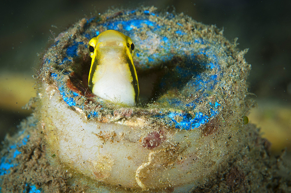 Short-head sabretooth (fang) blenny (Petroscirtes breviceps), peering from a discarded plastic bottle, Gorontalo, Indonesia, Southeast Asia, Asia