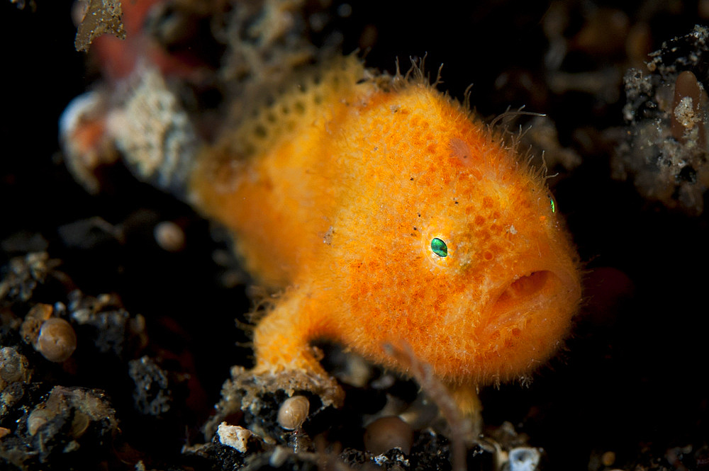 A juvenile hairy frogfish (Antennarius striatus) of approximately 5mm long, Lembeh Strait, Indonesia, Southeast Asia, Asia