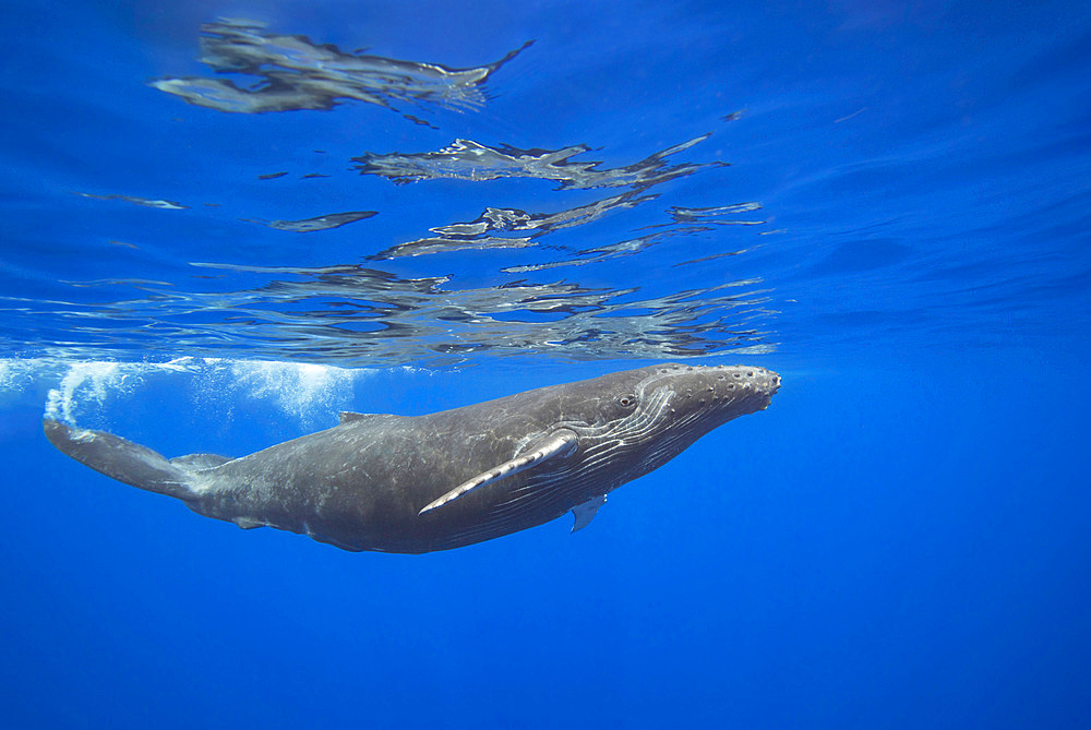 Humpback whale (Megaptera novaeangliae), underwater, Hawaii, United States of America, Pacific, North America