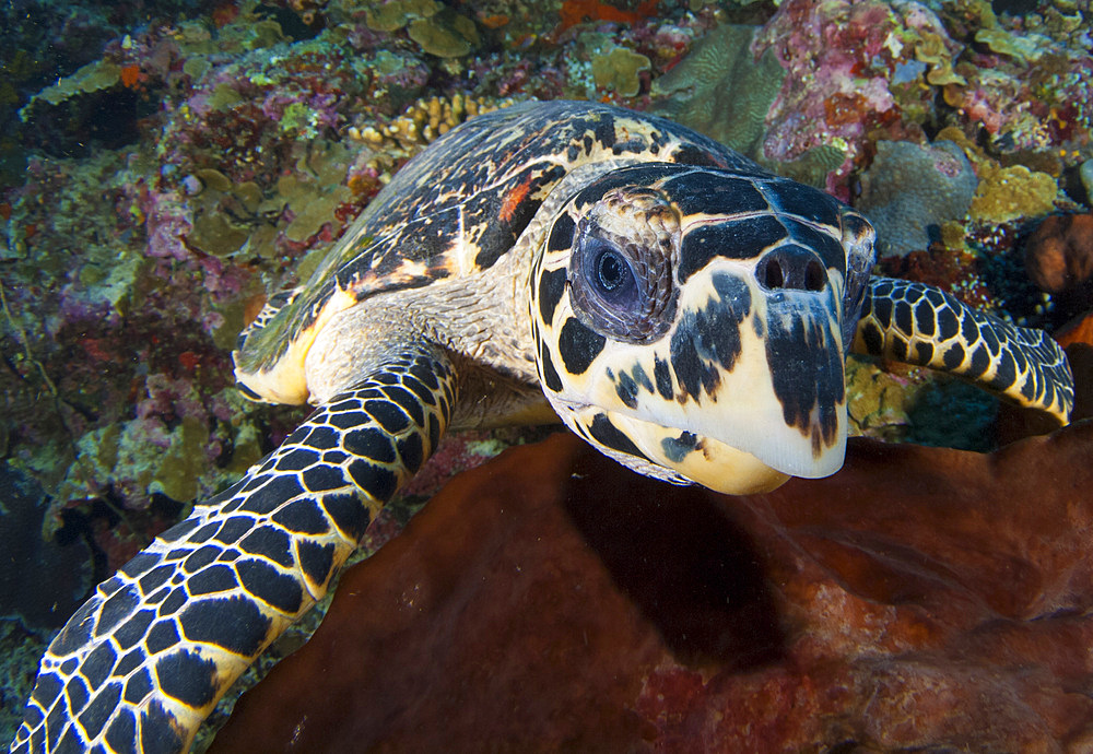 Close-up head on view of a hawksbill sea turtle (Eretmochelys imbricata), Bunaken National Park, Sulawesi, Indonesia, Southeast Asia, Asia