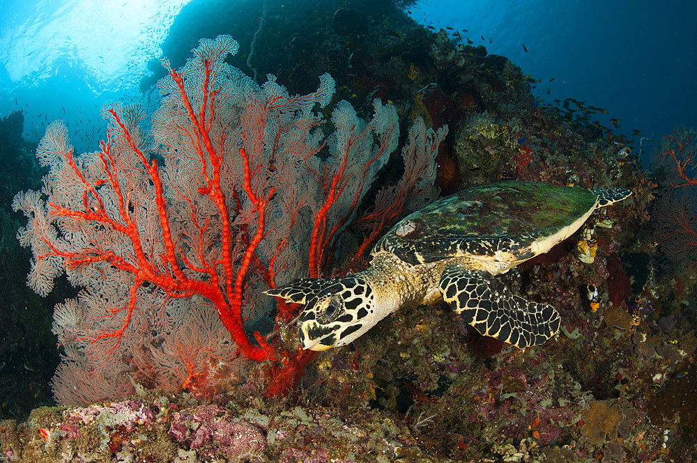 Close-up view of a Hawksbill sea turtle next to a red sea fan on a reef in Raja Ampat, West Papua, Indonesia, Southeast Asia, Asia