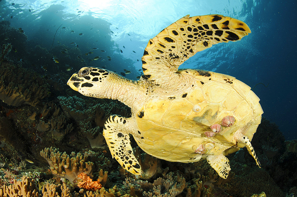 Close-up view of the underside of a Hawksbill sea turtle, complete with barnacles, on a reef in Raja Ampat, West Papua, Indonesia, Southeast Asia, Asia